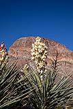 Adams Needles BBNP Castolon Area Dec 2018